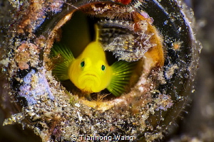 MY UNTIDY HOME
by the expression on its face , it seemed... by Tianhong Wang 